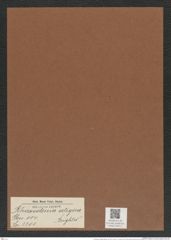 Rhizosolenia setigera Brightw. (de-Toni-Nr.: Genus 114, Species 3301) Zeichnungen Sammlung Grunow Mappe 03511 (Herbarium_W_Grunow_drawings_Folder_03511)
